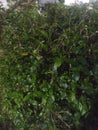 Night shoot leaf bonsai plant