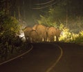 Night shot in Car Lights of A Family of five Asian Wild Elephant on the road in national park Royalty Free Stock Photo