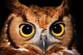 a night shot of the eyes of nocturnal animals