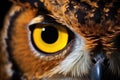 a night shot of the eyes of nocturnal animals