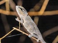 Night shot female, Blue-legged chameleon, Calumma crypticum,.Ranomafana National Park, Madagascar Royalty Free Stock Photo