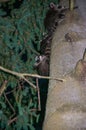 Night shot of several young raccoons who have climbed a tree