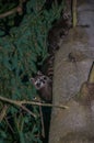 Night shot of several young raccoons who have climbed a tree