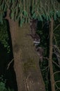 Night shot of several young raccoons who have climbed a tree