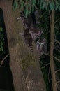 Night shot of several young raccoons who have climbed a tree