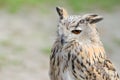 Night silent hunter horned owl with ear-tufts