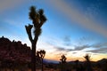 Night Skies at Joshua Tree, Death Valley and Little Tujunga Royalty Free Stock Photo