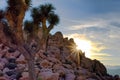 Night Skies at Joshua Tree, Death Valley and Little Tujunga Royalty Free Stock Photo