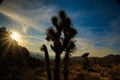 Night Skies at Joshua Tree, Death Valley and Little Tujunga Royalty Free Stock Photo