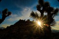 Night Skies at Joshua Tree, Death Valley and Little Tujunga Royalty Free Stock Photo