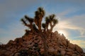 Night Skies at Joshua Tree, Death Valley and Little Tujunga Royalty Free Stock Photo