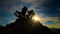 Night Skies at Joshua Tree, Death Valley and Little Tujunga Royalty Free Stock Photo