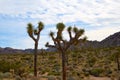 Night Skies at Joshua Tree Royalty Free Stock Photo