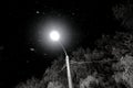 Night sky. Frozen tree covered in snow. Snow falls in the light of a street lamp