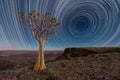 A star trail night landscape with a Quiver tree Royalty Free Stock Photo