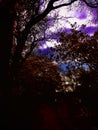 The night sky  Looking through the tree  Pass through branches and leaves Royalty Free Stock Photo