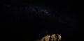 Night sky with Milkyway galaxy over small tree shrubs as seen from Anakao, Madagascar, Southern cross or crux