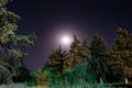 Night sky. The moon looks through the Christmas trees.