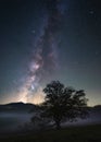 Night sky over oak tree in field