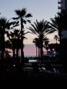 Night sky and palms Royalty Free Stock Photo