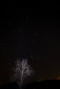 Night sky star with tree orion and plejades