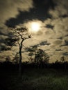 Night sky stars Moon set pleiades observing Royalty Free Stock Photo