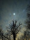 Night sky stars Sirius star over forest nightscape Royalty Free Stock Photo