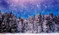 Night sky with stars and snowy forest. Rhodope Mountains, Bulgaria