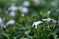 Almost night, small white flower in the garden