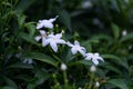 Almost night, small white flower in the garden