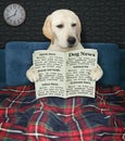 Dog reads newspaper at night Royalty Free Stock Photo