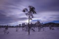 Night in the snowy forest. Norwegian wintertime Royalty Free Stock Photo