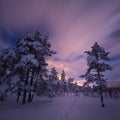 Night in the snowy forest. Norwegian wintertime