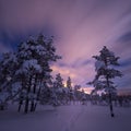 Night in the snowy forest. Norwegian wintertime Royalty Free Stock Photo