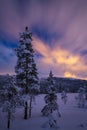 Night in the snowy forest. Norwegian wintertime Royalty Free Stock Photo