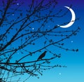 Night song of the nightingale Royalty Free Stock Photo