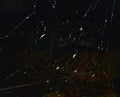 Spider web with spider and insects adhering to it