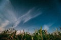 Night Starry Sky Above Green Maize Corn Field Plantation In Summer Agricultural Season. Night Stars Above Cornfield In