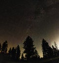 Night starry sky with milky way ove pine trees