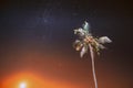 Night Starry Sky Over Tropical Beach With Lonely Palm Tree. Amazing Stars Effect Sky. Soft Colors. Beach Tropical Palm