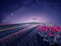 Night summer landscape, blooming fields of tulips and starry sky.