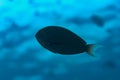 Night Surgeonfish Acanthurus thompsoni Royalty Free Stock Photo