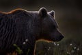 Night in taiga Bear detail portrait in forest. Cotton grass with bear. Beautiful brown bear walking around lake, fall colours. Big Royalty Free Stock Photo