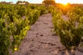 Night thickens over the vineyard Royalty Free Stock Photo