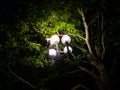 Night time lantern in the park trees