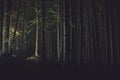 Night Time Rainfall in Forest Royalty Free Stock Photo