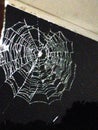 Night time spider web dark broken web spider love insect