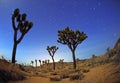 Night Time Star Trails in Joshua Tree Park Royalty Free Stock Photo