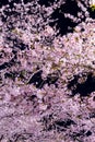 Night time view of beautiful pink Sakura (Cherry Blossom Royalty Free Stock Photo