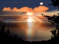 Night tree and birds silhouette big moon on starry sky at pink sunset sea summer sea beach blurre light nature landsc